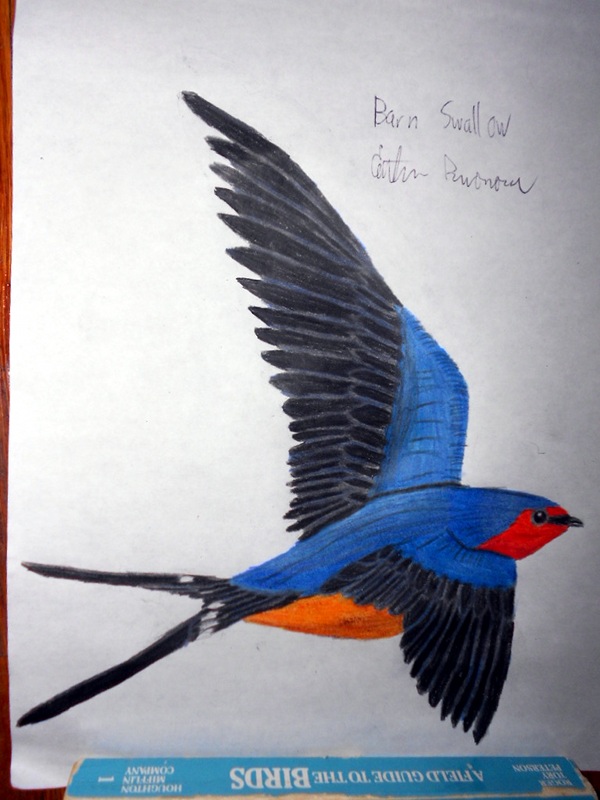 Barn Swallow