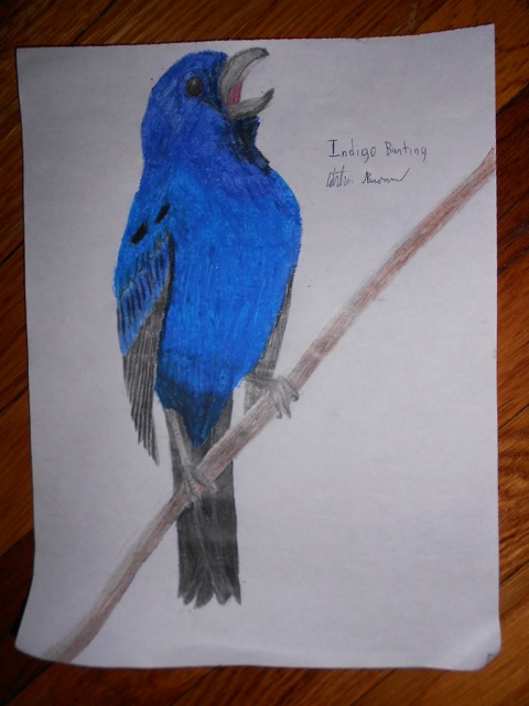 Indigo Bunting