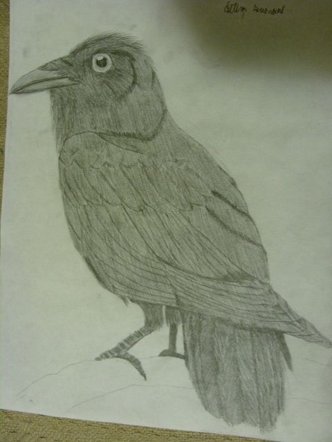 First Common Raven