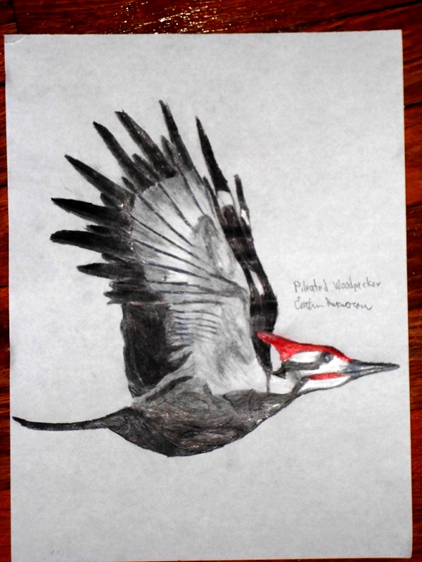 woodpecker sketch